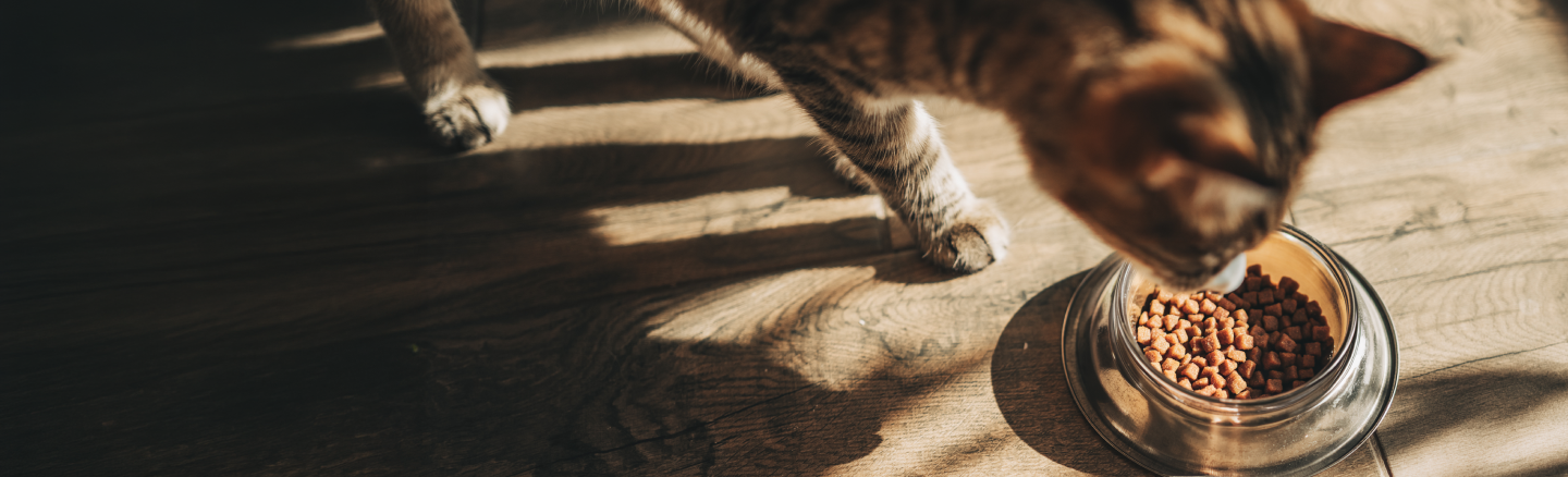 Banner_landing_wet_cat_Libra_desktop.png